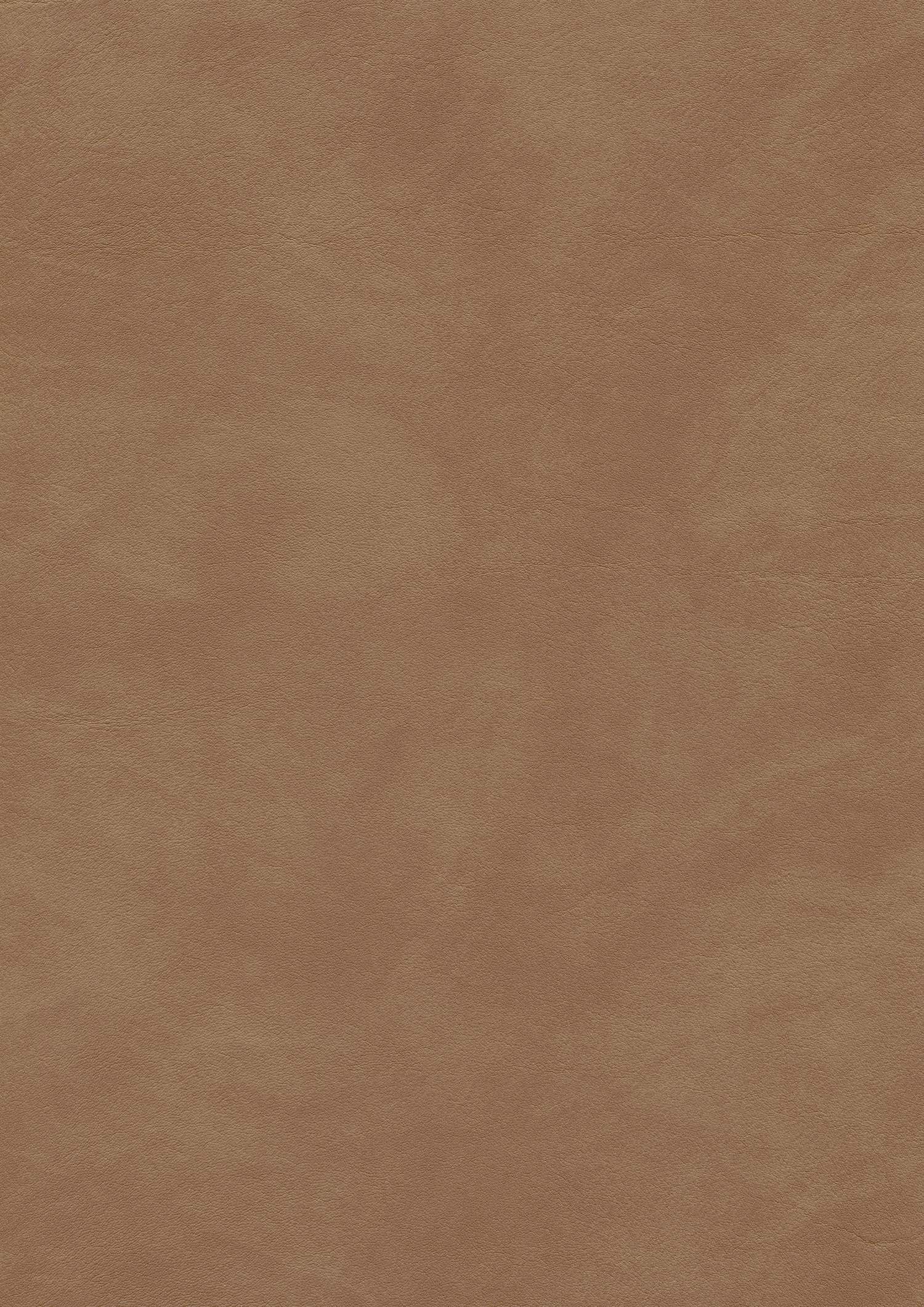 Autumn Bark