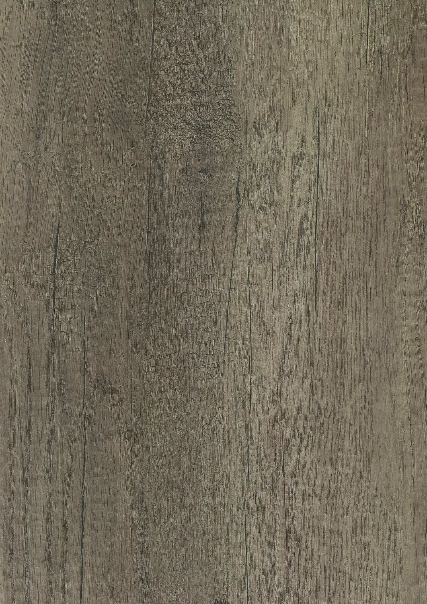 Nebraska Oak